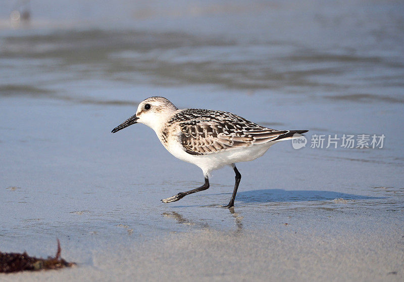 半棕榈鹬(Calidris pusilla)